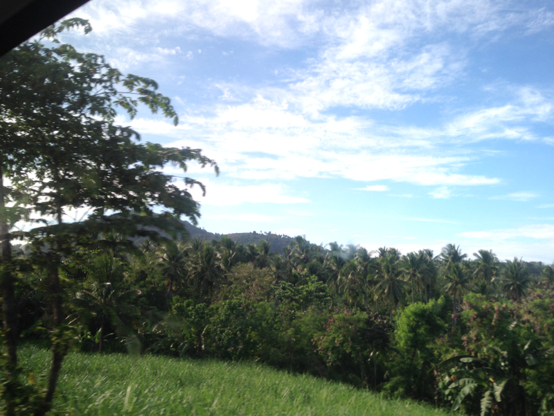 The view from outside of a moving car in Negros occidental. sugarcane plantations and forests